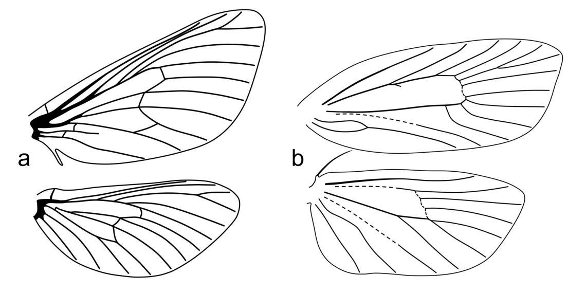 Figura 1. Ejemplos de tipos de venación en alas de Lepidoptera. a) Homoneura (Callipielus arenosus Butler, Hepialidae), b) Heteroneura (Corita attenboroughi Urra, Oecophoridae).