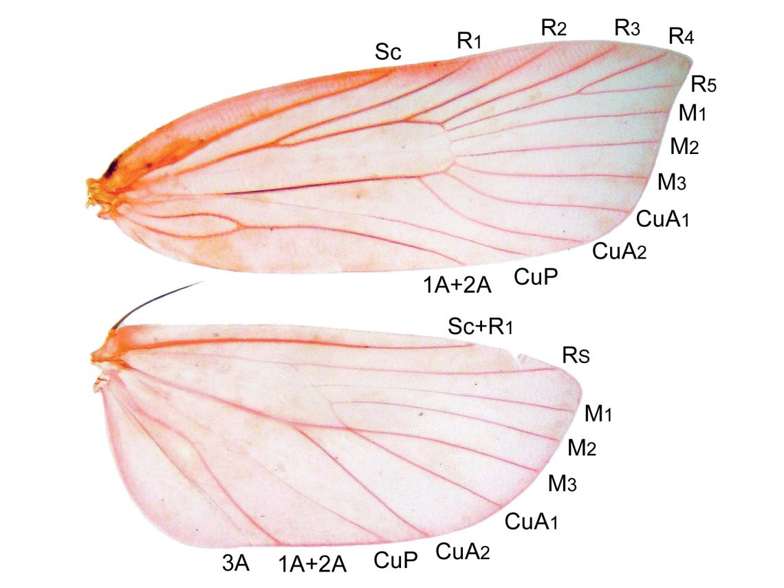 Figura 2. Venación alar de Dita morani (Oecophoridae) (revisar nomenclatura en el texto).