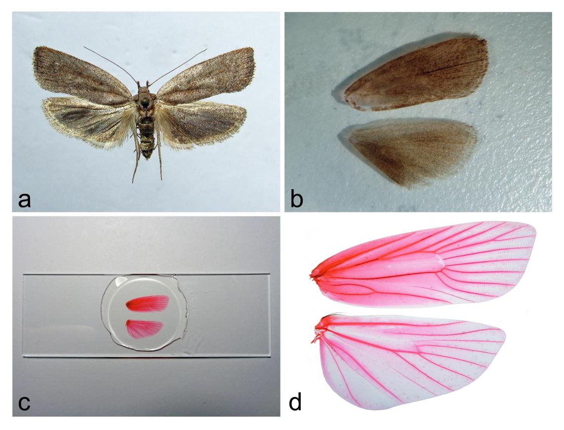 Figura 3. Preparación de alas de Doina inconspicua (Depressariidae) para estudios morfológicos. a) Hembra montada en alfiler, b) descamado de las alas en alcohol, c) y d) montaje permanente en lámina de vidrio.