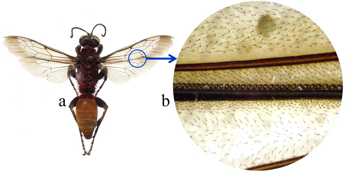 Figura 1. Acoplamiento mediante hamuli. a) avispa Sphex latreillei, b) detalle del hamuli. Figura 1. Acoplamiento mediante hamuli. a) avispa Sphex latreillei, b) detalle del hamuli.