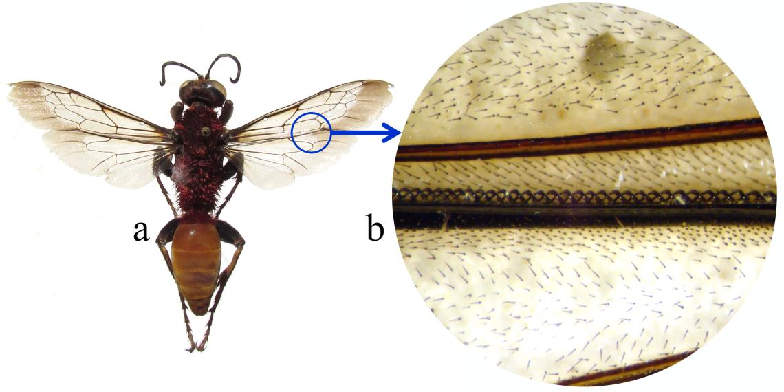 Figura 1. Acoplamiento mediante hamuli. a) avispa Sphex latreillei, b) detalle del hamuli.