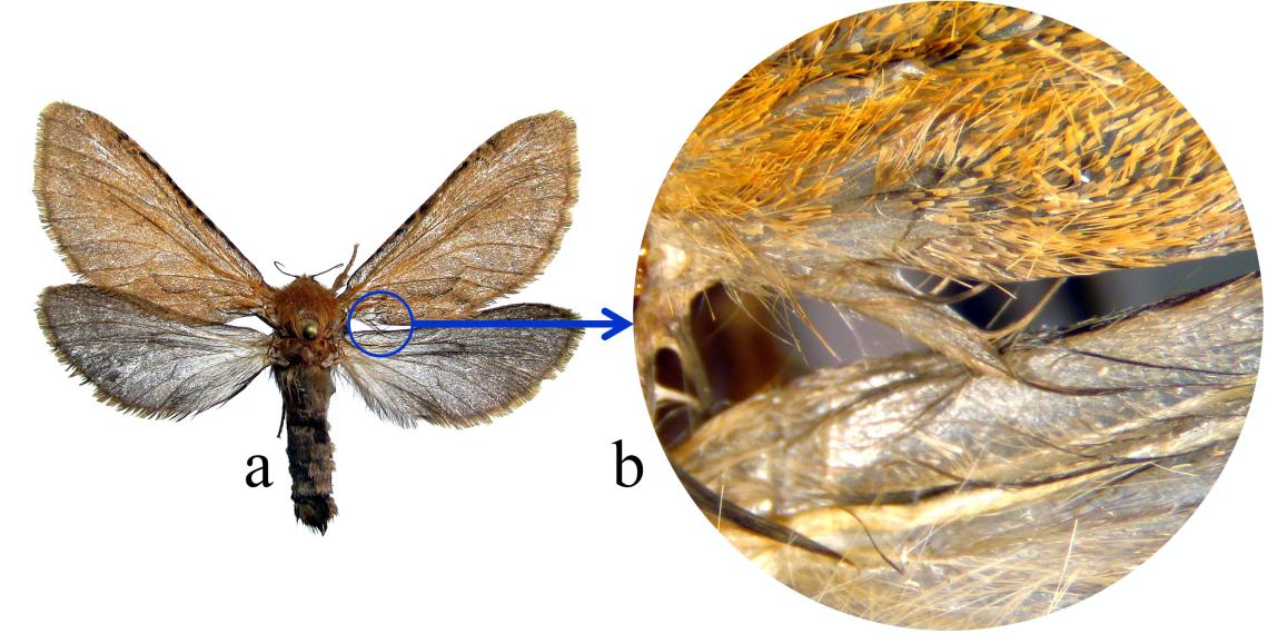 Figura 2. Acoplamiento yugado. a) polilla Dalaca sp. (Hepialidae), b) detalle del yugo. Figura 2. Acoplamiento yugado. a) polilla Dalaca sp. (Hepialidae), b) detalle del yugo.