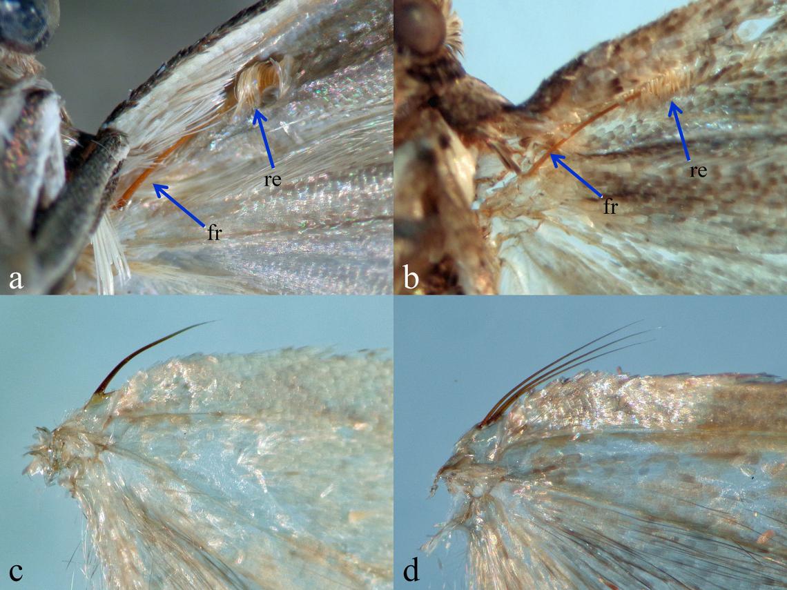 Figura 3. Acoplamiento mediante sistema frénulo-retináculo. a) Acoplamiento de Pyralidae, b) acoplamiento en Gelechiidae, c) frénulo de macho y d) frénulo de hembra de polilla Tortricidae. fr = frénulo, re = retináculo