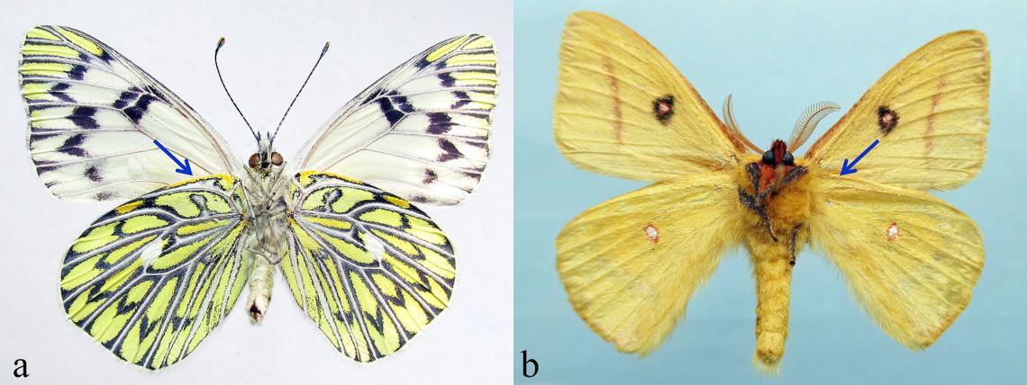 Figura 4. Acoplamiento amplexiforme. a) Vista ventral de mariposa Tatochila mercedis (Pieridae), b) vista ventral de polilla Adetomeris erythrops (Saturniidae) (Colección Nacional de Insectos MNHN). 
