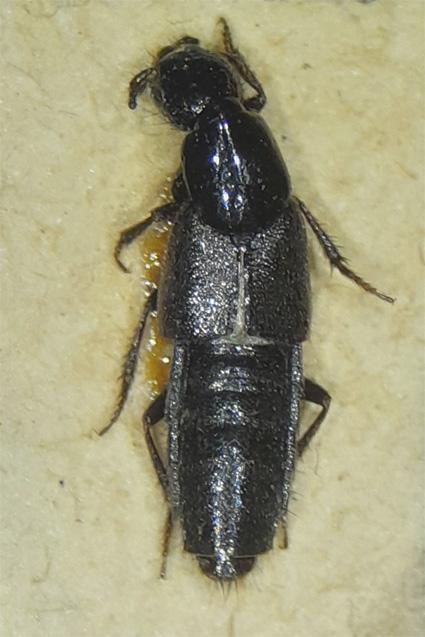 Endeius subpunctipennis Coiffait & Sáiz, 1968 (Colección de Tipos, Museo Nacional de Historia Natural, paratipo N° 2250).