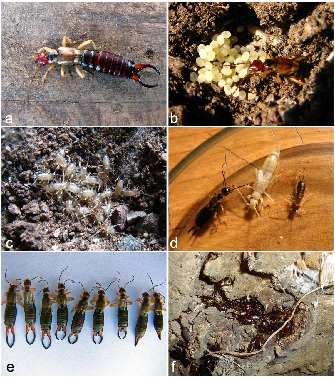 Figura 1. La tijereta europea. a) Macho adulto, b) hembra con sus huevos, c) ninfas de primer instar, d) hembra adulta (izquierda), hembra adulta recién mudada (centro), ninfa (derecha), e) variabilidad en cercos de machos y hembras, f) tijeretas adultas invernando bajo tronco.