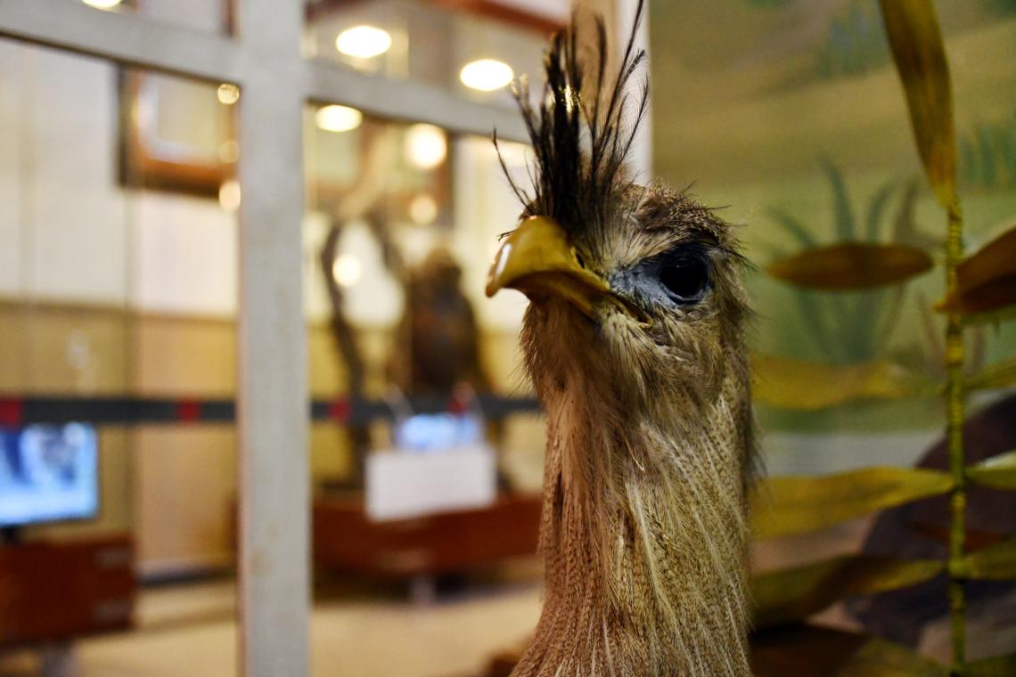 Taxidermia Taxidermia