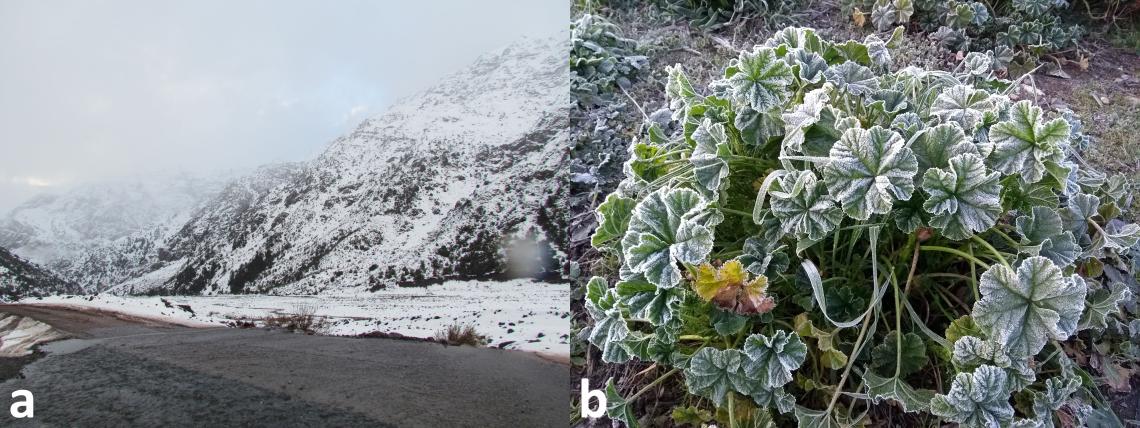 Figura 1. Las bajas temperaturas producidas por la caída de nieve o las heladas plantean todo un desafío para la sobrevivencia de los insectos. a) Nieve en Los Queñes, Región del Maule, b) escarcha sobre una planta de malva en Santiago, Región Metropolitana.