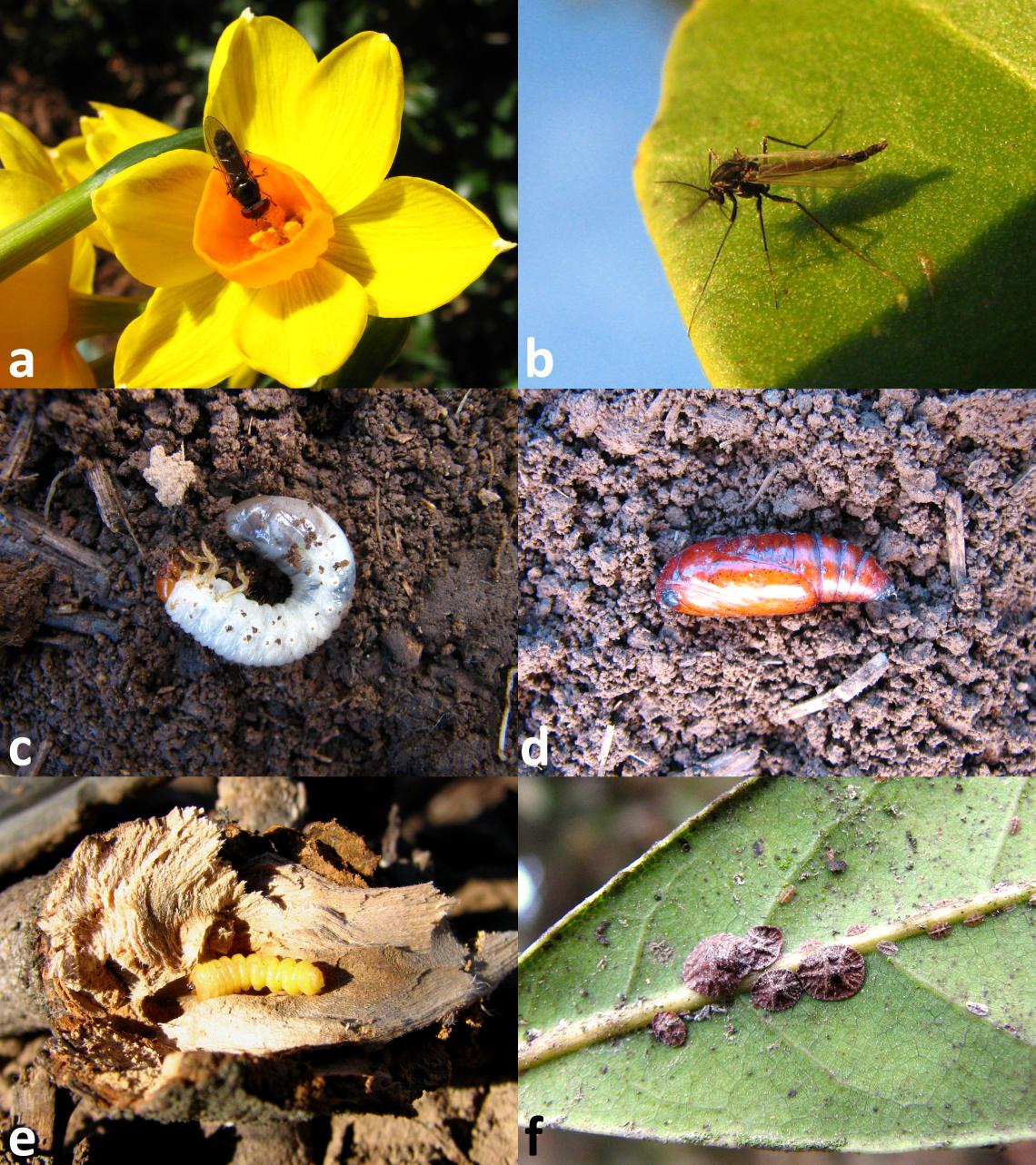 Figura 2. Algunos insectos que pueden observarse en invierno. Ciertos dípteros vuelan en los días invernales más cálidos: a) mosca Syrphidae y b) mosquito Chironomidae. Otros insectos permanecen como inmaduros protegidos en el suelo: c) larva de Scarabaeidae (pololo), d) pupa de Noctuidae (polilla); o bien, al interior de troncos o ramas: e) larva de Cerambycidae (escarabajo longicornio). Algunas especies de conchuelas (Coccidae) pasan el invierno como ninfas o adultos, pegadas a hojas y ramillas: f) conchuela negra del olivo. Figura 2. Algunos insectos que pueden observarse en invierno. Ciertos dípteros vuelan en los días invernales más cálidos: a) mosca Syrphidae y b) mosquito Chironomidae. Otros insectos permanecen como inmaduros protegidos en el suelo: c) larva de Scarabaeidae (pololo), d) pupa de Noctuidae (polilla); o bien, al interior de troncos o ramas: e) larva de Cerambycidae (escarabajo longicornio). Algunas especies de conchuelas (Coccidae) pasan el invierno como ninfas o adultos, pegadas a hojas y ramillas: f) conchu
