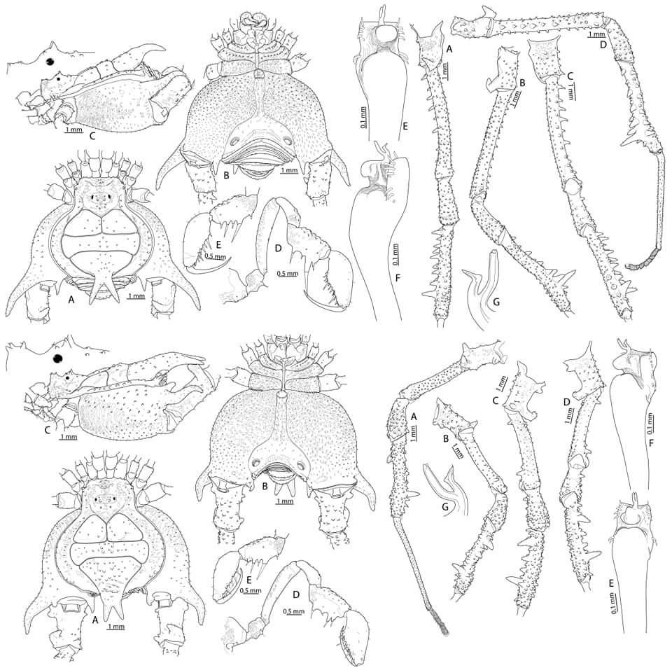 Figura 1: Ilustraciones de Neogonyleptes floresi (arriba) y Neogonyleptes pedrazai (abajo) 