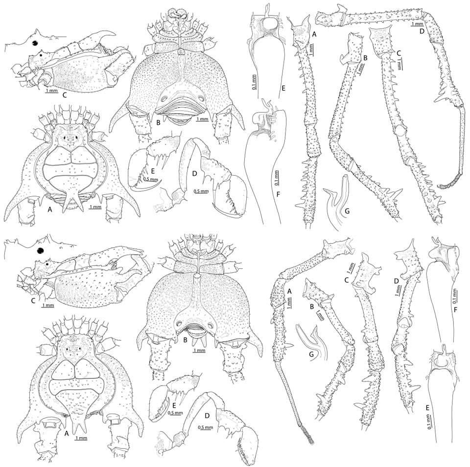 Figura 1: Ilustraciones de Neogonyleptes floresi (arriba) y Neogonyleptes pedrazai (abajo) Figura 1: Ilustraciones de Neogonyleptes floresi (arriba) y Neogonyleptes pedrazai (abajo)