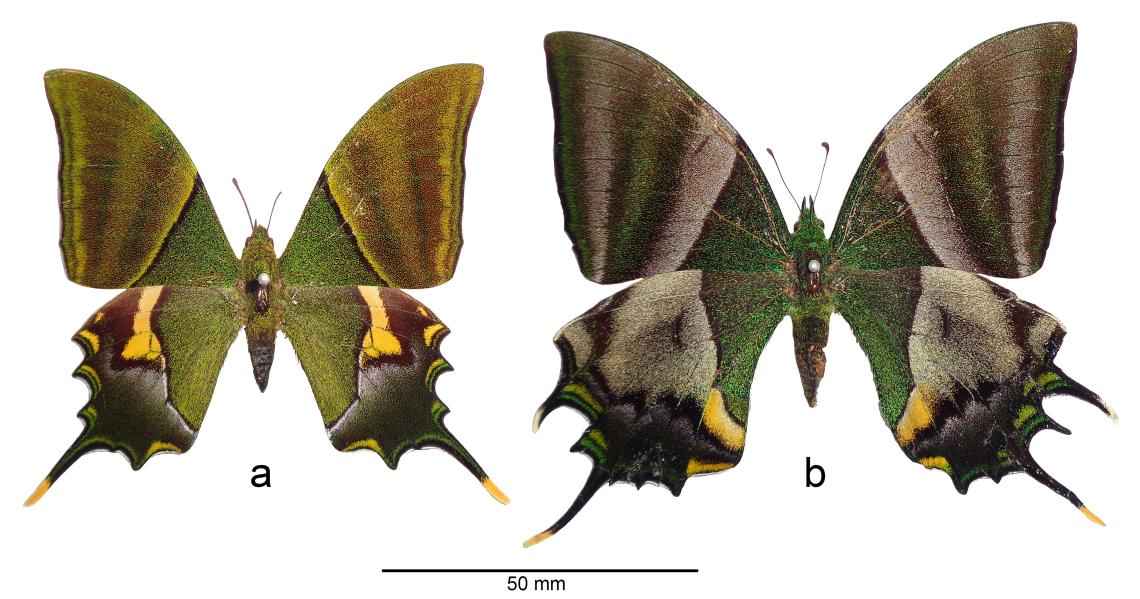 Figura 1. Ejemplares del “emperador de la India”, Teinopalpus imperialis, pertenecientes a la Colección de Insectos Exóticos del MNHN. a) Macho, b) hembra. 