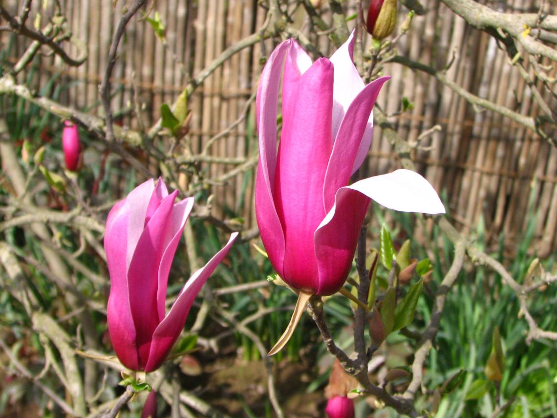 Figura 2. Las hojas de la magnolia morada (Magnolia liliflora) han sido usadas como alimento de esta especie en cautiverio.Figura 2. Las hojas de la magnolia morada (Magnolia liliflora) han sido usadas como alimento de esta especie en cautiverio. Figura 2. Las hojas de la magnolia morada (Magnolia liliflora) han sido usadas como alimento de esta especie en cautiverio.