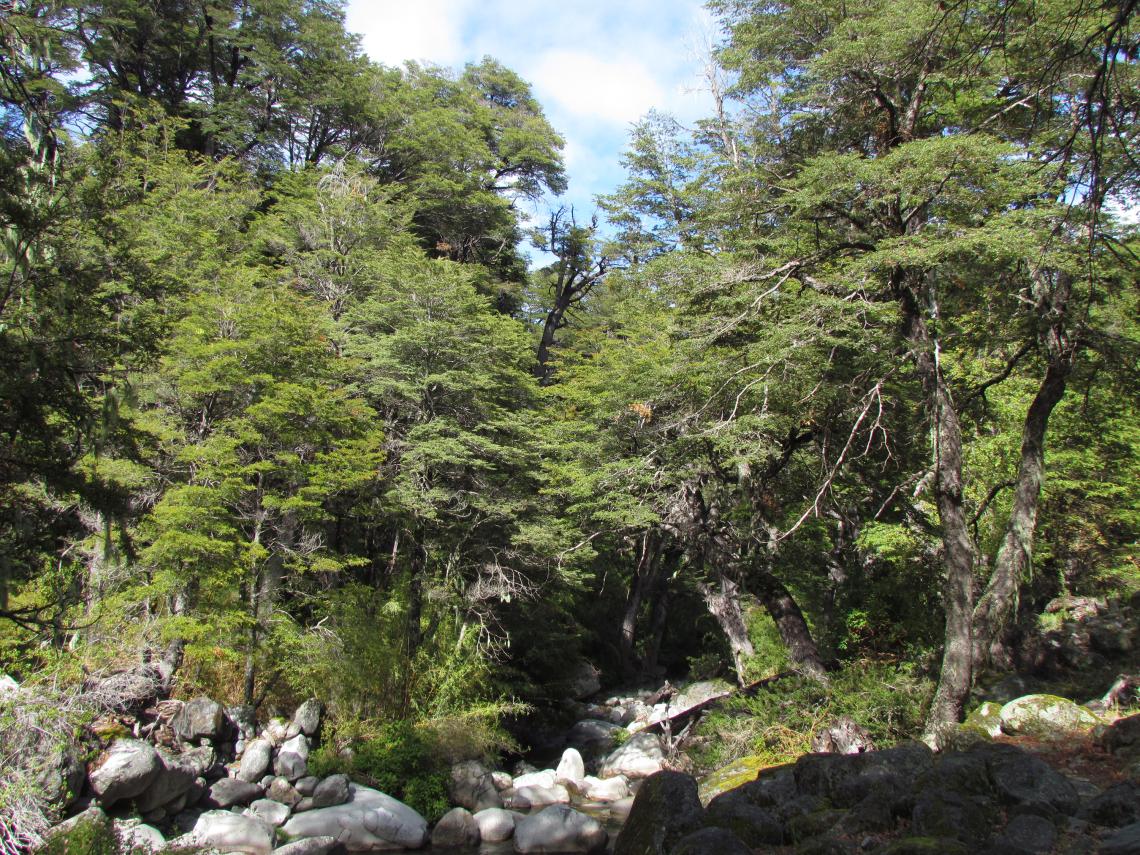Figura 1. Hábitat de Perzelia mystax. Reserva Nacional Altos de Lircay, Región del Maule. Figura 1. Hábitat de Perzelia mystax. Reserva Nacional Altos de Lircay, Región del Maule.