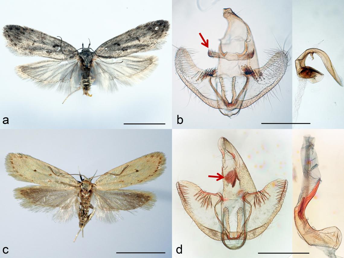 Figura 2. Adulto en vista dorsal (escala = 5 mm) y estructuras genitales del macho (escala 0,5 mm) de Perzelia mystax (a, b) y Perzelia arda (c, d). La flecha indica el lóbulo medio del gnathos.