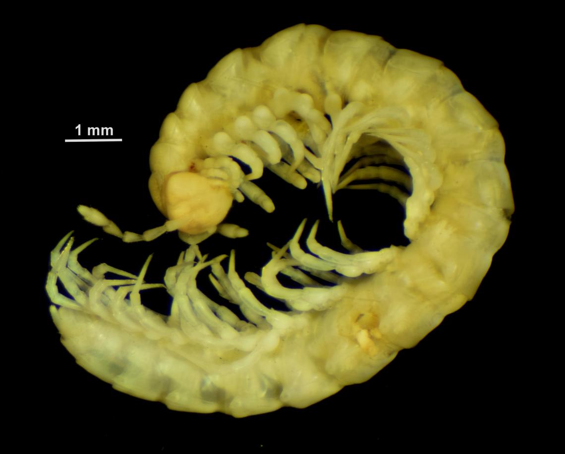 Figura 2: Espécimen de Pleonaraius omalonotus Silvestri, 1903, depositado en el MNHN por el Dr. S. Golovatch.   