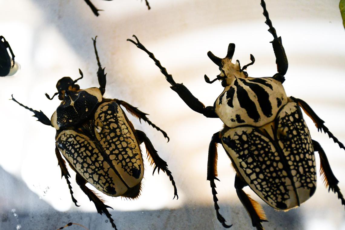 insectos insectos