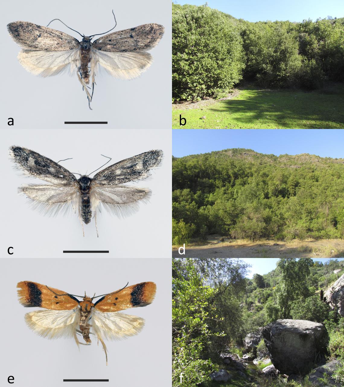 Figura 1. Nuevas especies de polillas Oecophoridae y su hábitat. a. Amalita amalia, b. Quebrada El Sauce; c. Lamontana tenu, d. La Montaña de Teno; e. Aliciana centenaria, f. Cajón Grande, Parque Nacional La Campana (Escala = 5 mm).