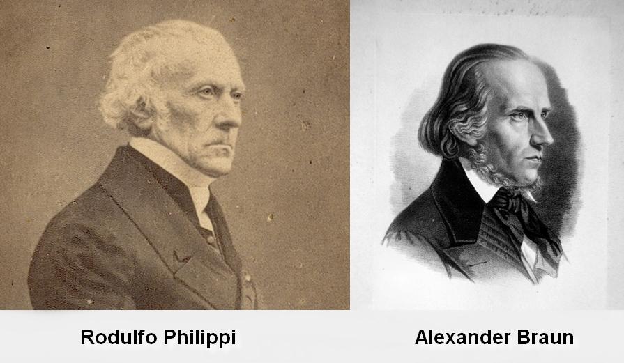 Rodulfo Philippi, director del Museo Nacional (Chile) y Alexander Braun, director del Königliches Botanisches Museum de Berlín. Rodulfo Philippi, director del Museo Nacional (Chile) y Alexander Braun, director del Königliches Botanisches Museum de Berlín.
