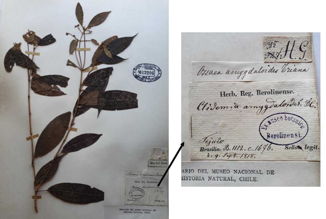 Fotos del ejemplar más antiguo de la colección y detalle de su etiqueta. Fotos del ejemplar más antiguo de la colección y detalle de su etiqueta.