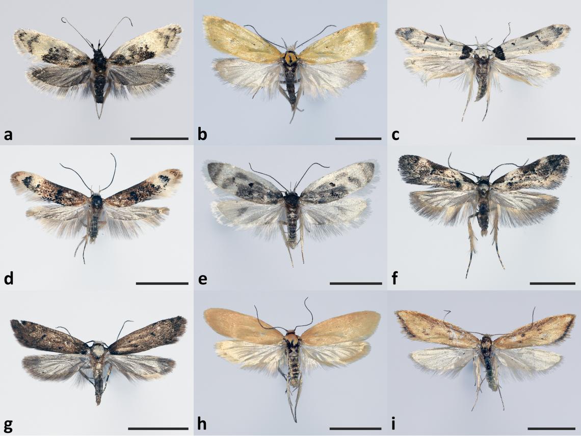 Figura 1. Nuevas especies de polillas Oecophoridae. a. Corita morai, b. Encolia flava, c. Endrosis apablazai, d. Gildita versicolora, e. Glorita nahuelbutensis, f. Nagehana maulina, g. Nagehana parvula, h. Pirquelia vidali, i. Zulemita chimbarongensis (Escala = 5 mm). Modificado de Urra, Araneda y Moreira (2023).