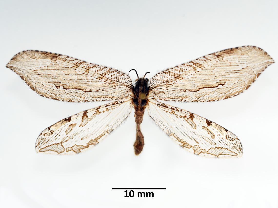 Figura 1. Ejemplar de Fontecilla graphicus Navas, 1931. Colección Nacional de Insectos, MNHN.