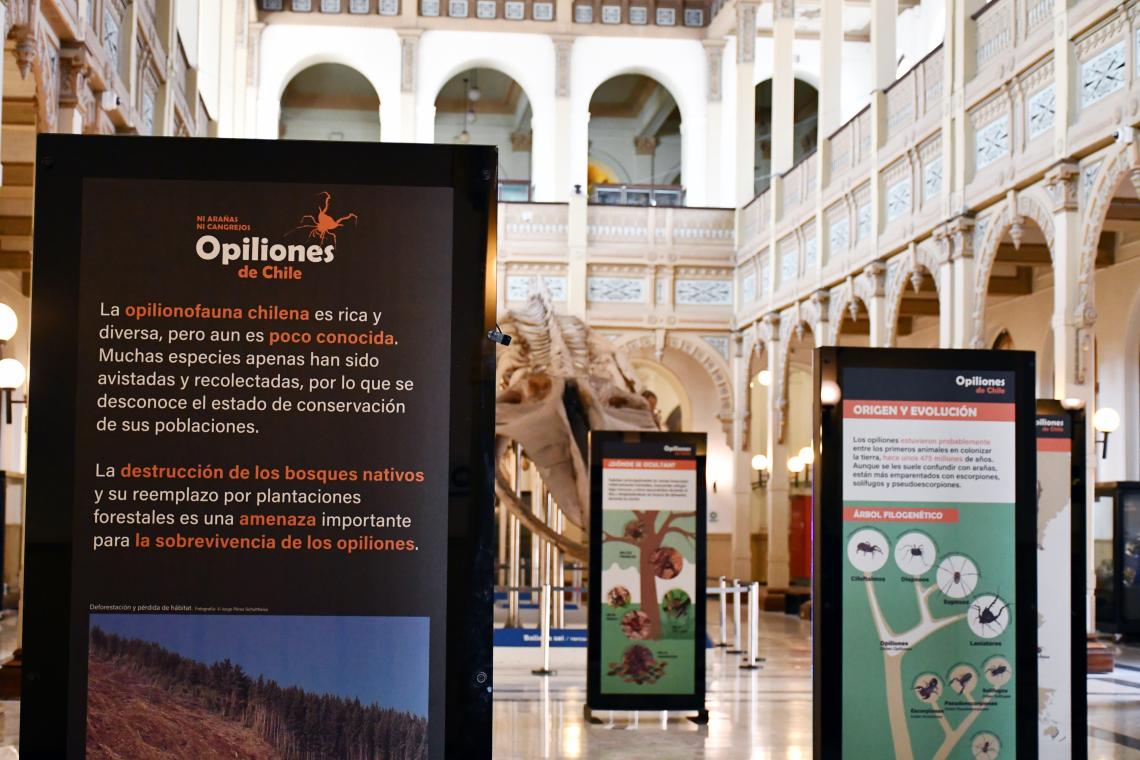Expo opiliones Expo opiliones