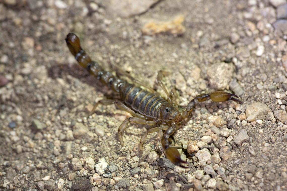 Bothriurus mistral Ojanguren-Affilastro, Mattoni, Alfaro & Pizarro-Araya, 2023.