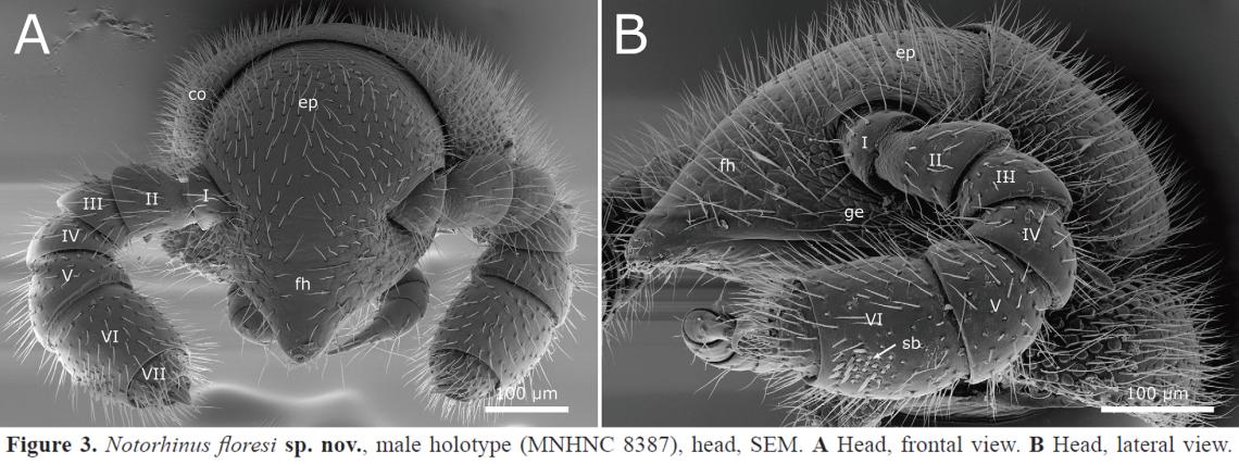 Detalle de Notorhinus floresi Milpies