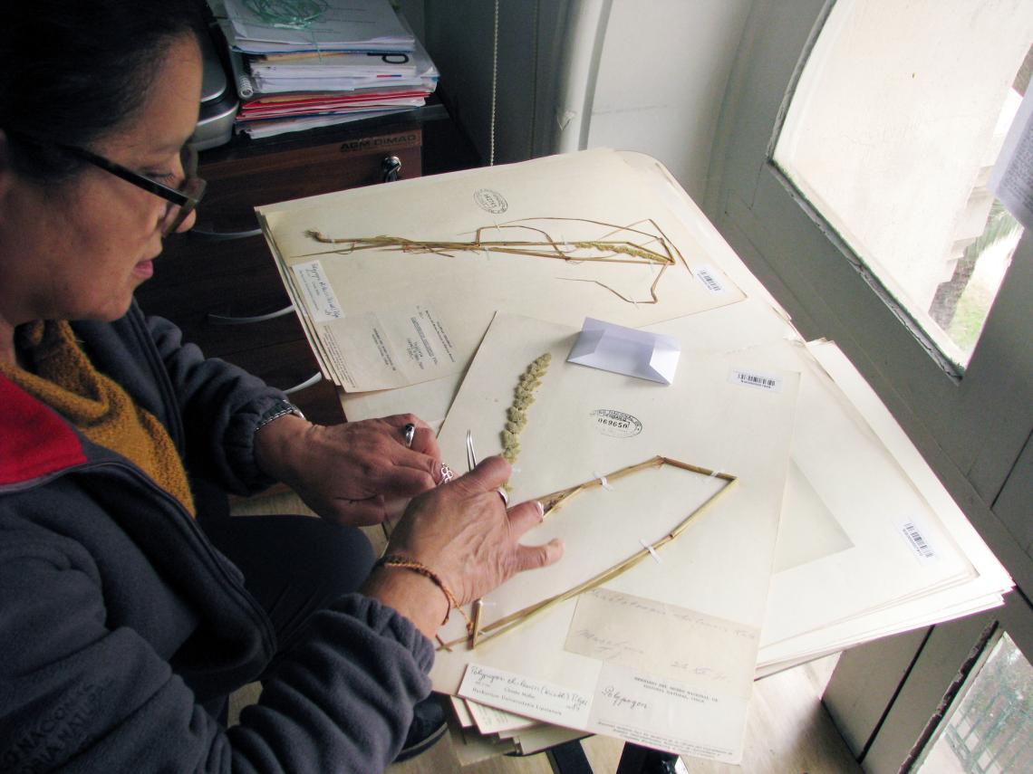 Revisión curatorial de ejemplares a trabajar en el Proyecto 2019 (Jimena Arriagada, Administradora de Colecciones Herbario SGO). 