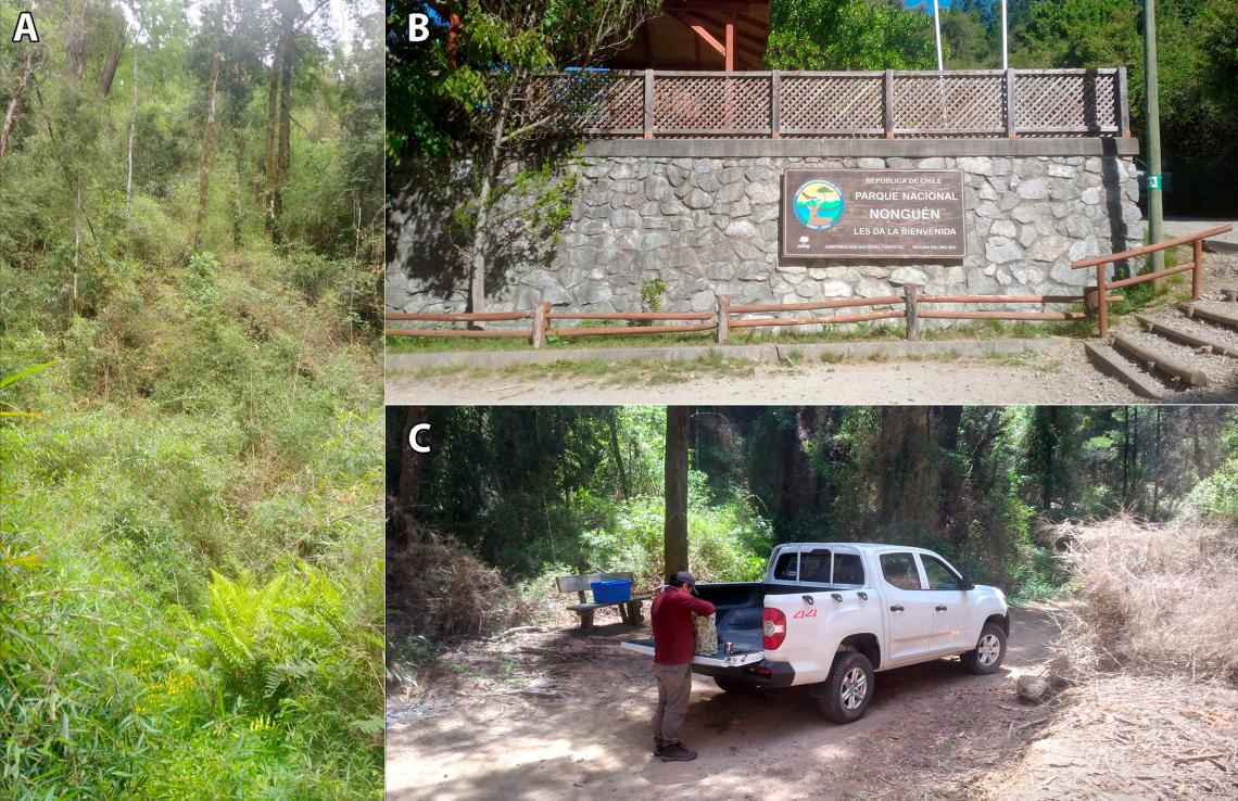 Algunas imágenes del trabajo de campo en el Parque Nacional Nonguén. A, aspecto general de la vegetación protegida en el parque; B, vista de la administración del parque; C, preparando el trabajo de búsqueda y recolección de Opiliones, en el sendero La Confluencia