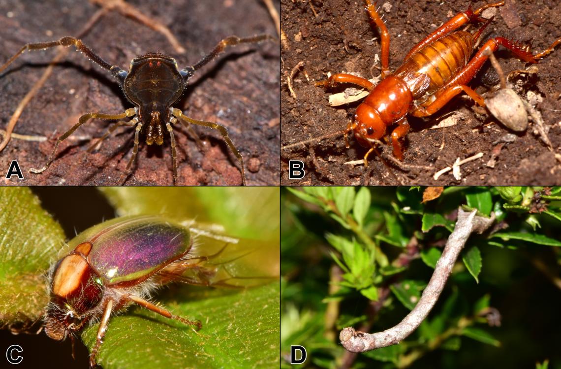 Figura 2: Algunos especímenes observados durante las actividades de terreno. A, hembra de opilión del género Neogonyleptes. B, una hembra de grillo rojo, Cratomelus armatus. C, un escarabajo conocido comúnmente como pololo plateado, Phytholaema mutabilis. D, una larva de lepidóptero de la familia Geometridae, que imita una ramita seca. 