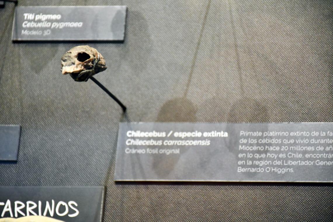 Chilecebus Chilecebus