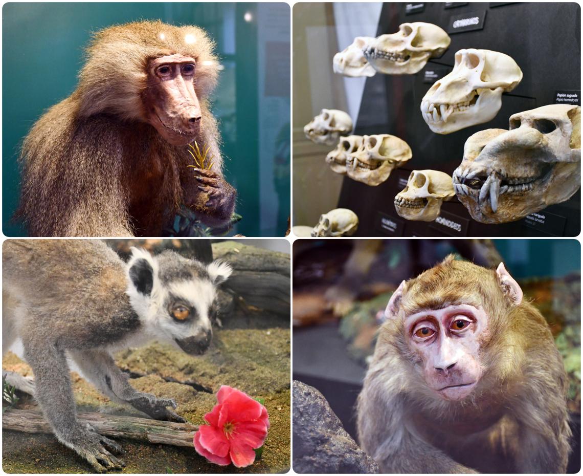 Primates MNHN Primates MNHN