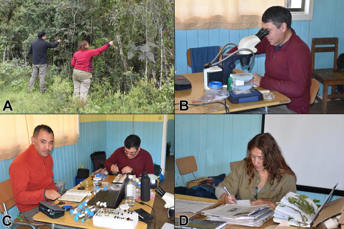 Figura 1: Trabajo en terreno y preparación de material biológico en el improvisado laboratorio de campaña, que se ubicó en la sede vecinal de la localidad de Hueyusca. A, recolección de muestras botánicas a la orilla del camino, en la entrada del sector Quebrada Fiera. B, montaje de especímenes de microlepidopteros recolectados la noche anterior mediante trampa de luz. C, registro de información, etiquetado, montaje y conservación de especímenes de diversos grupos de artrópodos, con énfasis en Opiliones. D,