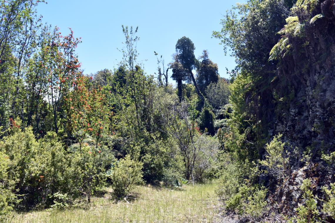 Una vista del bosque valdiviano en un apartado sendero del sector de Camarones, que se ubica en la pendiente oriental de la cordillera de la Costa de Purranque.