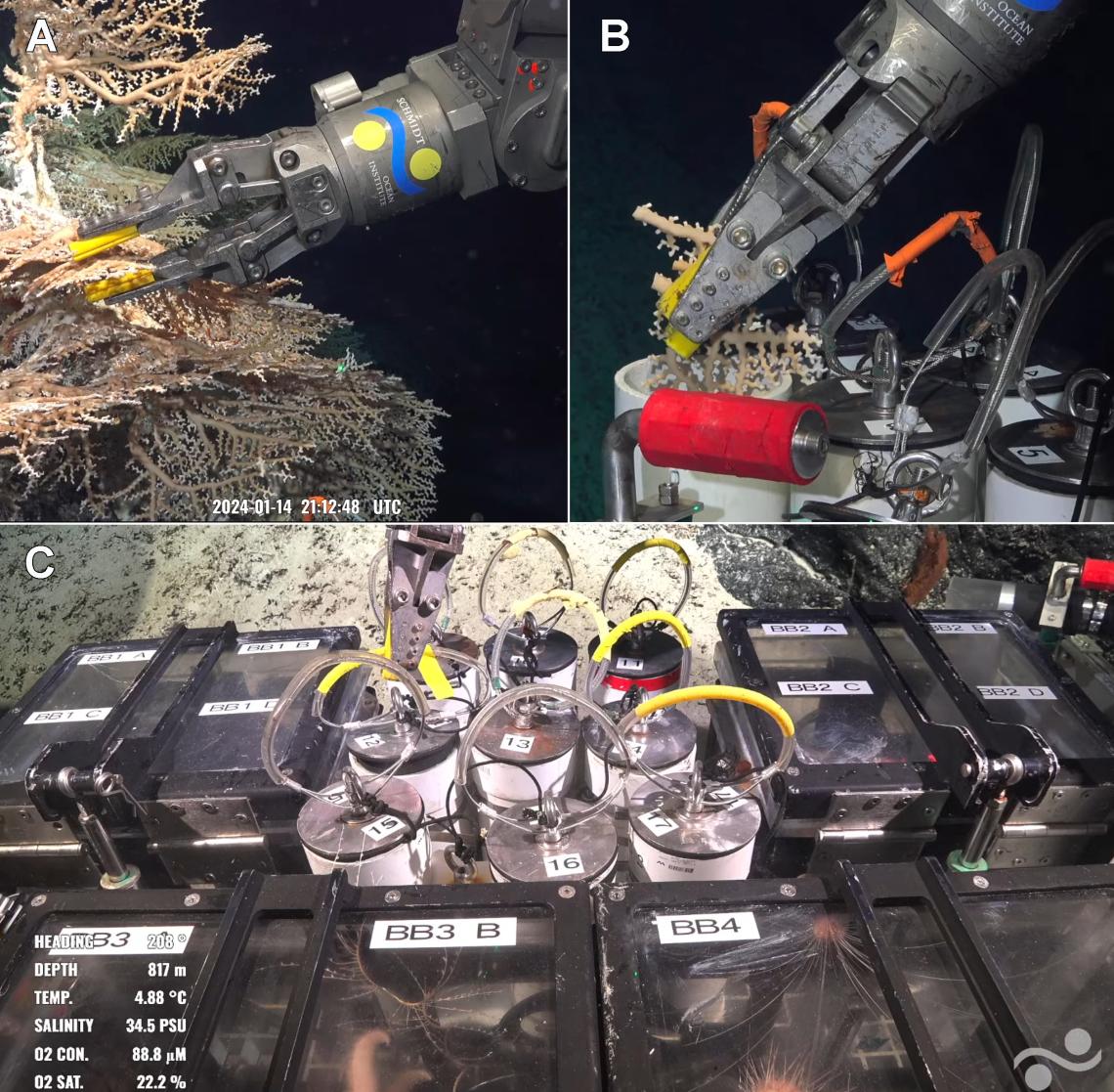 Figura 3: A y B, Los brazos robóticos de Subastian en acción, recolectando un trozo de coral. C, una vista de los bioboxes, con algunos de los especímenes recolectados. Figura 3: A y B, Los brazos robóticos de Subastian en acción, recolectando un trozo de coral. C, una vista de los bioboxes, con algunos de los especímenes recolectados.