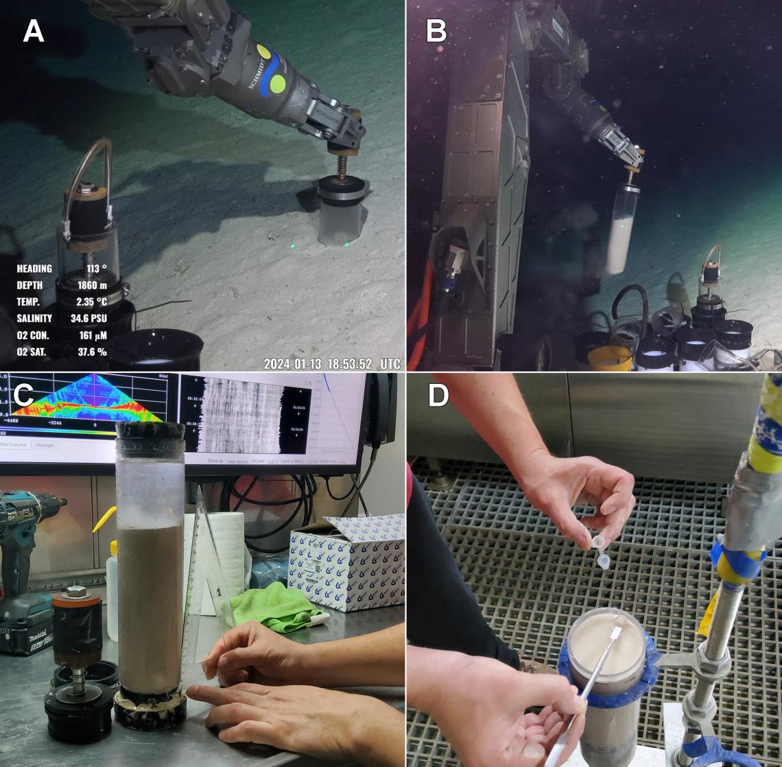 Figura 5: A, el brazo robótico enterrando un “push-core” para obtener una muestra no perturbada de sedimentos. B, una muestra recien extraída es trasladada hacia los contenedores que la traerán a la superficie. C, una muestra tal como llega a la superficie. D, extrayendo una muestra de sedimento para estudiar la comunidad bacteriana.        