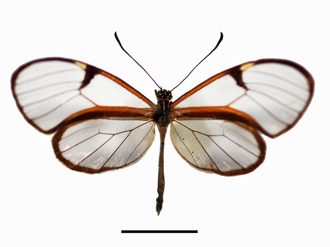 Figura 1. Ejemplar de mariposa Greta sp. Escala = 10 mm (Colección de Insectos Exóticos del MNHN). Figura 1. Ejemplar de mariposa Greta sp. Escala = 10 mm (Colección de Insectos Exóticos del MNHN).