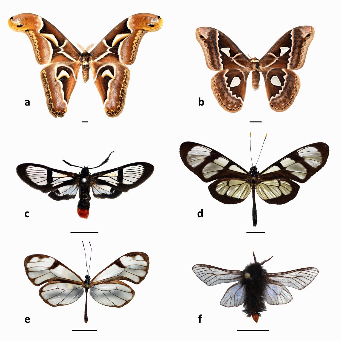 Figura 2. Algunos lepidópteros que presentan alas con transparencia. a. Attacus atlas (Linnaeus, 1758) y b. Rothschildia maurus Burmeister, 1879 (Saturniidae); c. Aethria paula Schaus, 1894 (Erebidae); d. Methona singularis (Staudinger, 1884) y e. Hypoleria lavinia (Hewitson, 1855) (Nymphalidae); f. Thanatopsyche chilensis (Philippi, 1859) (Psychidae). Escala = 10 mm (Colección de Insectos Exóticos del MNHN).