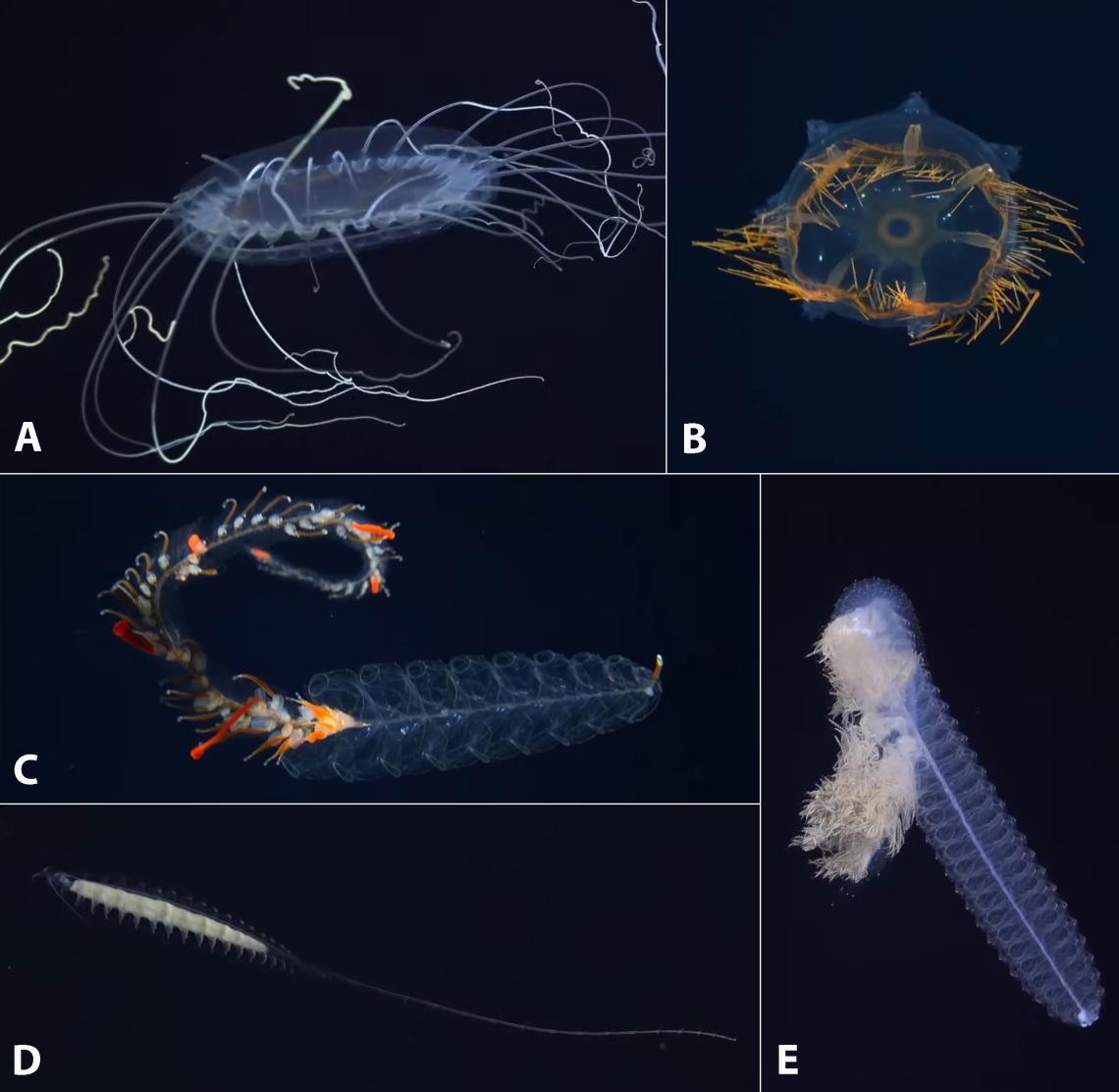 Figura 1 diversos organismos planctónicos observados en la columna de agua durante el descenso de SuBastian. A una medusa del género Solmissus; B una medusa indeterminada; C un sifonóforo del género Marrus; D el sifonóforo Nanomia bijuga y E un poliqueto pelágico de la familia Tomopteridae. 