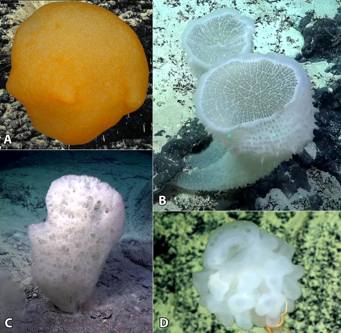 Figura 2 diversidad de esponjas marinas observadas durante las inmersiones del ROV SuBastian. A género Hyalonema; B género Regadrella; C esponja indeterminada del orden Amphidiscosida; D género Saccocalyx. Figura 2 diversidad de esponjas marinas observadas durante las inmersiones del ROV SuBastian. A género Hyalonema; B género Regadrella; C esponja indeterminada del orden Amphidiscosida; D género Saccocalyx.
