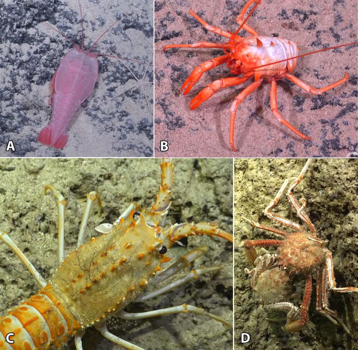 Figura 4 diversidad de crustáceos decápodos observados durante las inmersiones del ROV SuBastian. A langosta de la familia Polychelidae; B langostino del género Galacantha; C langosta enana Projasus bahamondei; D centolla de Juan Fernández, Paromola rathbuni. Figura 4 diversidad de crustáceos decápodos observados durante las inmersiones del ROV SuBastian. A langosta de la familia Polychelidae; B langostino del género Galacantha; C langosta enana Projasus bahamondei; D centolla de Juan Fernández, Paromola rathbuni.