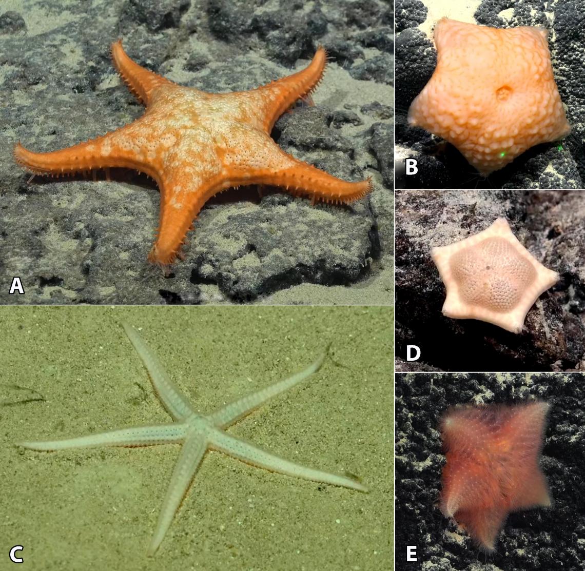 Figura 5 diversidad de estrellas de mar observadas durante las inmersiones del ROV SuBastian. A género Calliaster (); B género Hymenaster; C género Plintaster; D género Zoroaster; E género Hymenaster. Figura 5 diversidad de estrellas de mar observadas durante las inmersiones del ROV SuBastian. A género Calliaster (); B género Hymenaster; C género Plintaster; D género Zoroaster; E género Hymenaster.