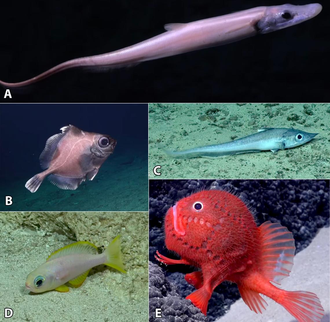 Figura 6 diversidad de peces observados durante las inmersiones del ROV SuBastian. A género Aldrovandia; B género Neocyttus; C género Coelorinchus; D Callanthias parini; E género Chaunacops. 
