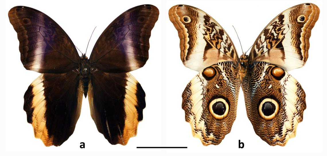 Figura 1. Ejemplar de Caligo atreus (Kollar, 1850); a. vista dorsal, b. vista ventral (escala = 50 mm) (Colección de Insectos Exóticos MNHN). Figura 1. Ejemplar de Caligo atreus (Kollar, 1850); a. vista dorsal, b. vista ventral (escala = 50 mm) (Colección de Insectos Exóticos MNHN).