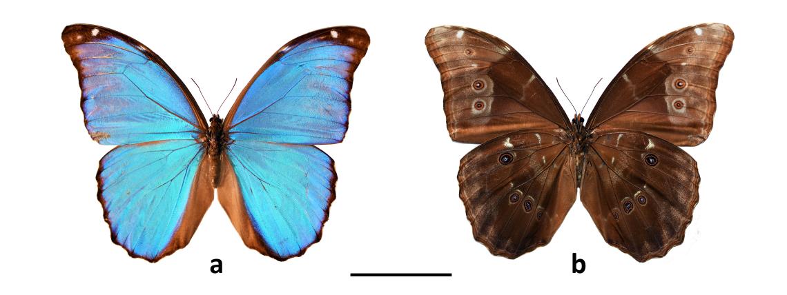 Figura 1. Ejemplar macho de Morpho menelaus coeruleus (Perry, 1810). a. Vista dorsal, b. vista ventral (escala = 50 mm) (Colección de Insectos Exóticos MNHN). Figura 1. Ejemplar macho de Morpho menelaus coeruleus (Perry, 1810). a. Vista dorsal, b. vista ventral (escala = 50 mm) (Colección de Insectos Exóticos MNHN).
