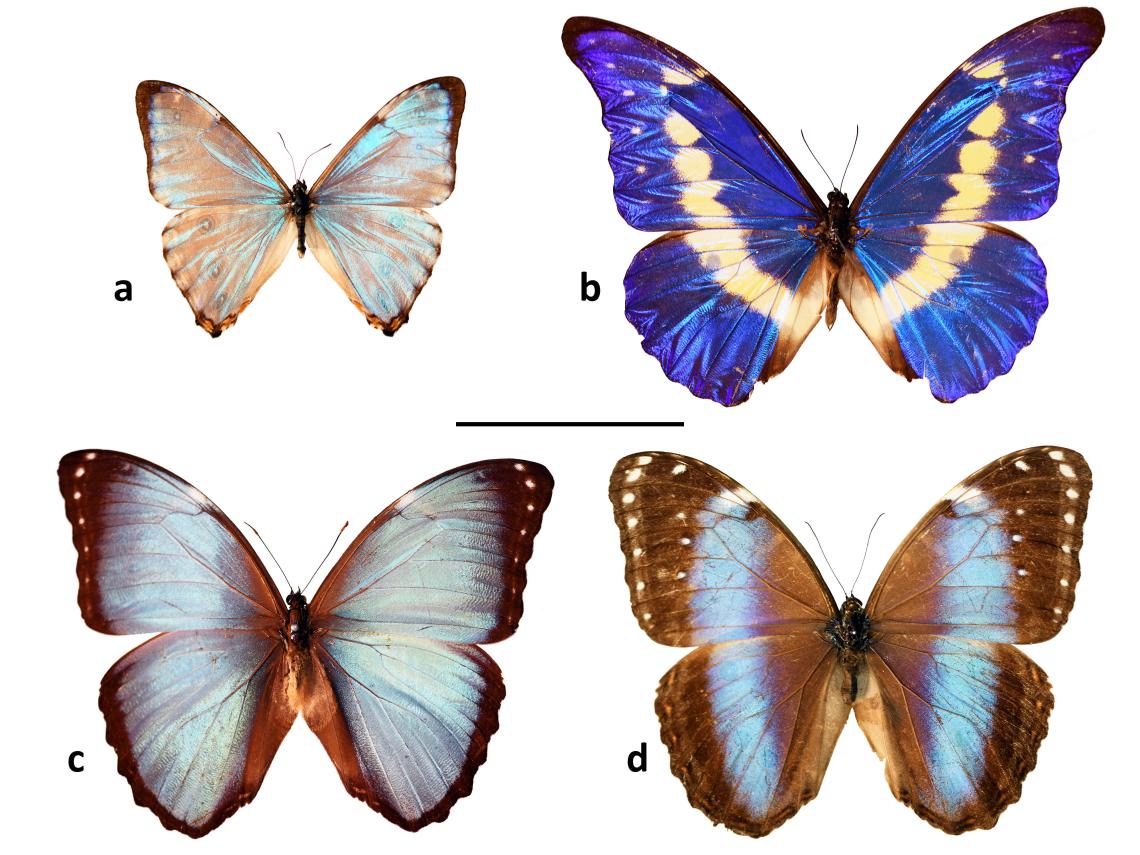 Figura 2. Algunas especies (y subespecies) del género Morpho. a. Morpho portis (Hübner, 1821) (macho), b. Morpho rhetenor helena Staudinger, 1890 (macho), c. Morpho helenor peleides Kollar, 1850 (macho), d. Morpho helen. Figura 2. Algunas especies (y subespecies) del género Morpho. a. Morpho portis (Hübner, 1821) (macho), b. Morpho rhetenor helena Staudinger, 1890 (macho), c. Morpho helenor peleides Kollar, 1850 (macho), d. Morpho helen.