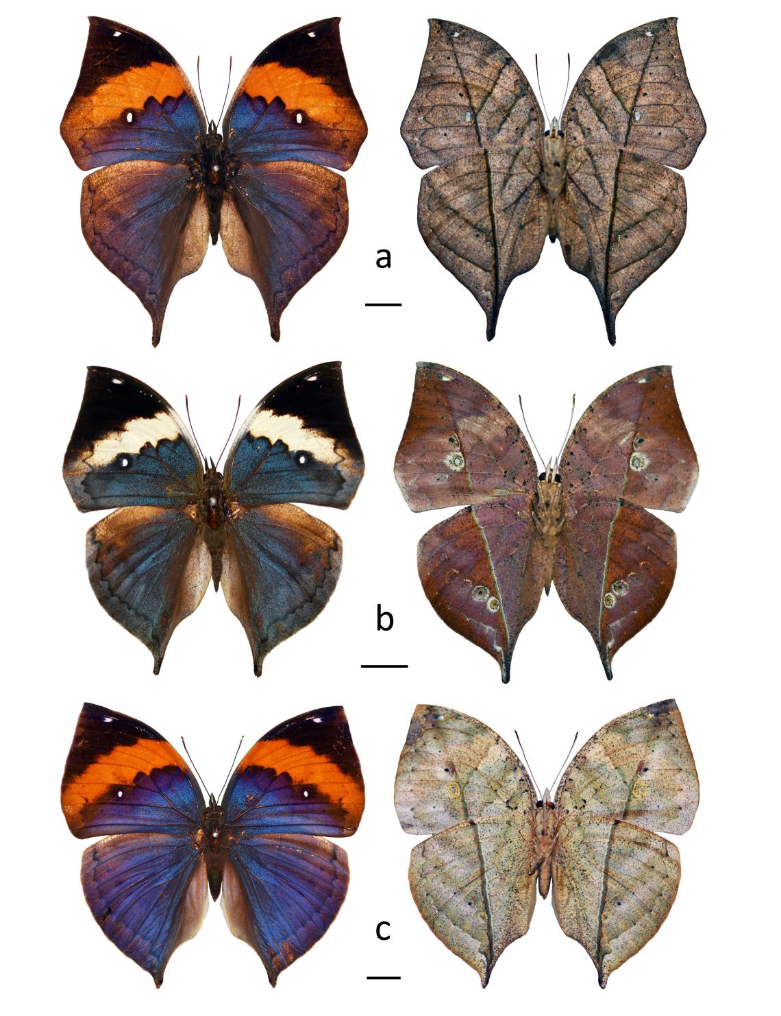 Figura 1. Algunas especies del género Kallima en vista dorsal (izquierda) y ventral (derecha) (escala = 1 cm). a. Kallima inachus (Doyère, 1840), b. K. albofasciata Moore, 1877, c. K. paralekta (Horsfield, 1829). Colección de Insectos Exóticos MNHN. Figura 1. Algunas especies del género Kallima en vista dorsal (izquierda) y ventral (derecha) (escala = 1 cm). a. Kallima inachus (Doyère, 1840), b. K. albofasciata Moore, 1877, c. K. paralekta (Horsfield, 1829). Colección de Insectos Exóticos MNHN.