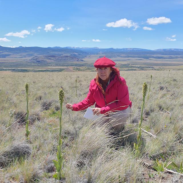 Correorchis leptopetala, es muy alta 1m de promedio, con una inflorescencia de 8 cm con flores minúsculas. Correorchis leptopetala, es muy alta 1m de promedio, con una inflorescencia de 8 cm con flores minúsculas.